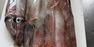 ヤリイカの釣果写真