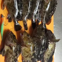 カサゴ