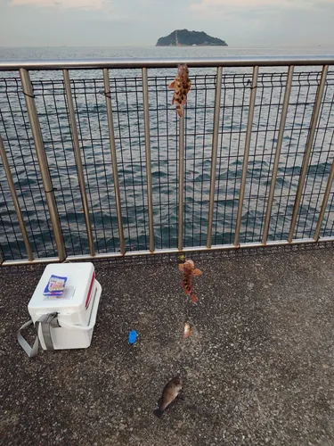 カサゴ