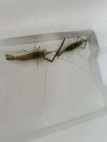 テナガエビ