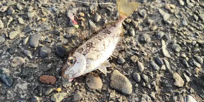 アイゴ