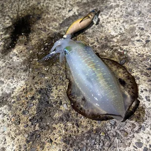 アオリイカ