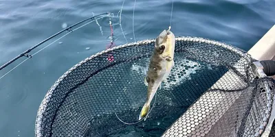 クサフグの釣果写真