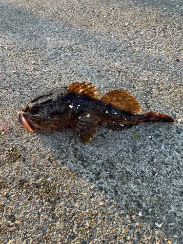 カジカ