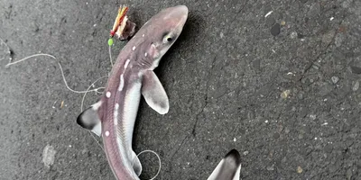 アブラツノザメの釣果写真