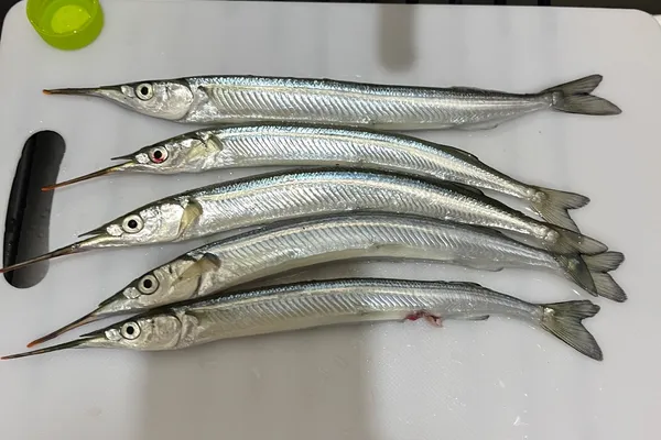 サヨリ
