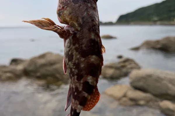 カサゴ