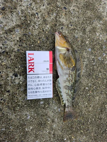 アイナメ