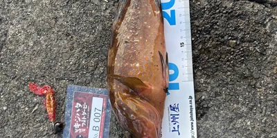 キジハタ
