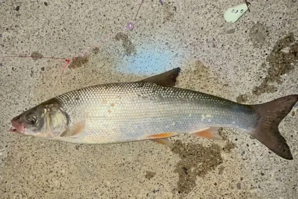ウグイ