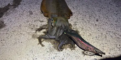 アオリイカ