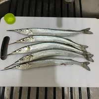 サヨリ