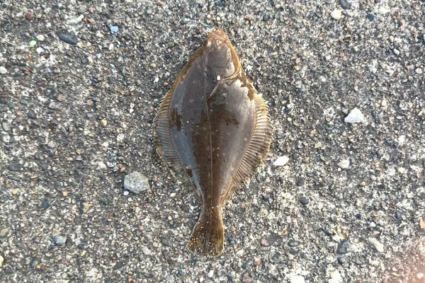 マコガレイ