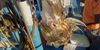 マトウダイ