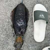 アオリイカ