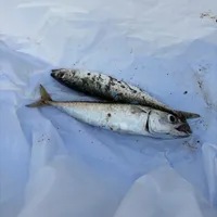 マサバ