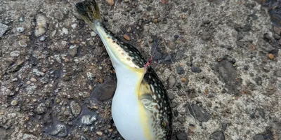 クサフグ