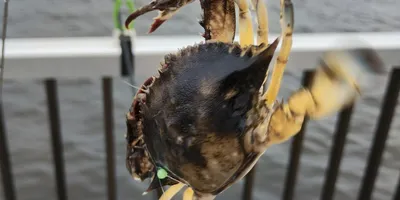 ワタリガニ