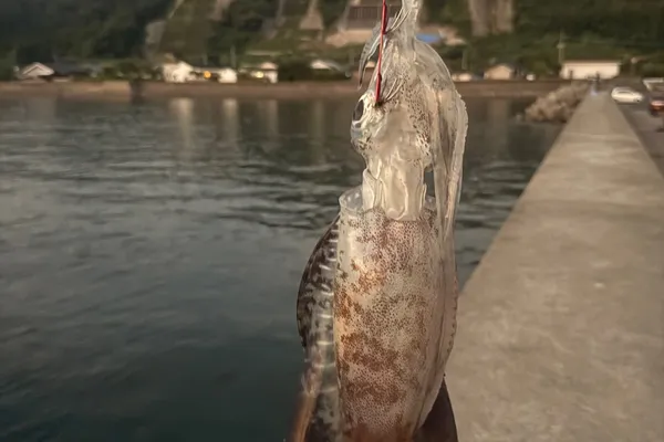 アオリイカ
