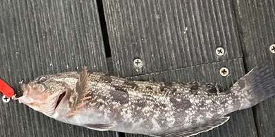 アイナメの釣果写真