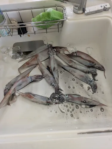 ヤリイカ