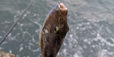 キタマクラ