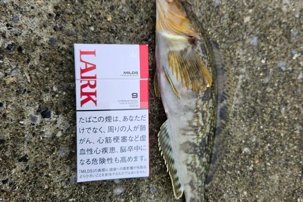 アイナメ