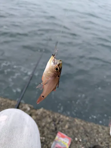 ネンブツダイ