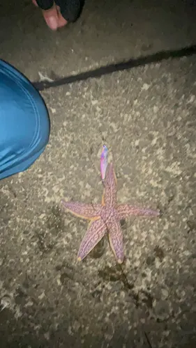 マヒトデ