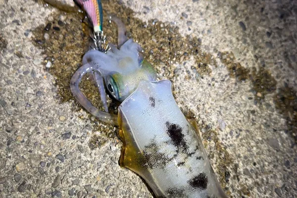 アオリイカ