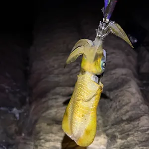 アオリイカ
