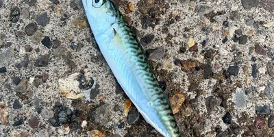 マサバの釣果写真