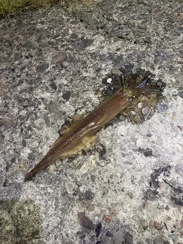 ヤリイカ
