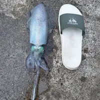 アオリイカ