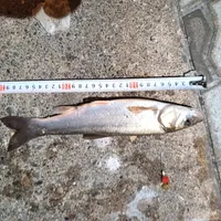 ウグイ