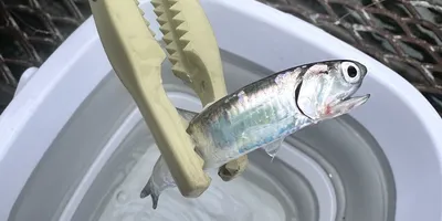 イワシ