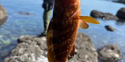 キジハタ