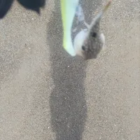 クサフグ