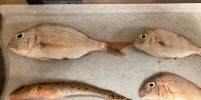 マハゼ