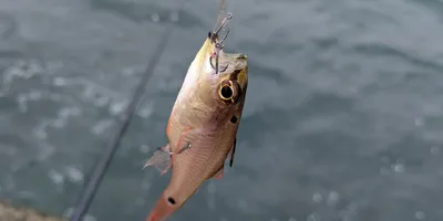 ネンブツダイの釣果写真