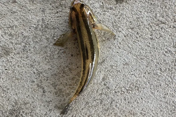 チチブ