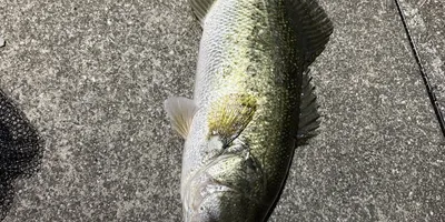 ブラックバス