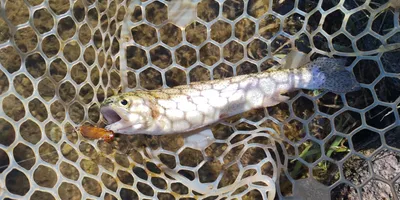 ニジマスの釣果写真