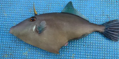 カワハギ