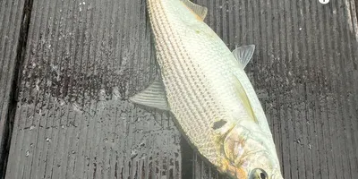 コノシロの釣果写真