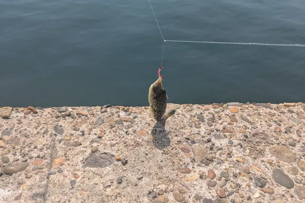 クサフグ