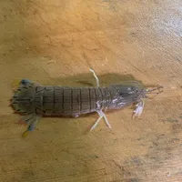 シャコ