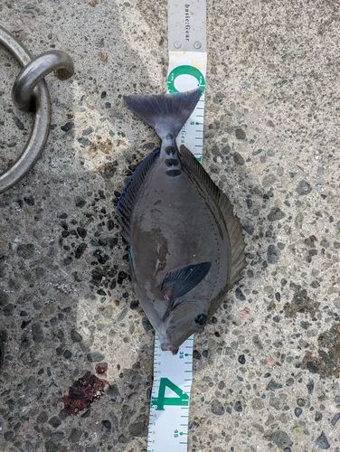 ニザダイの写真