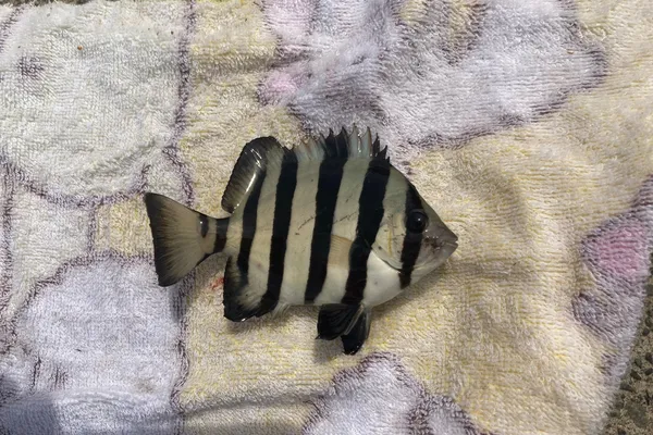イシダイ