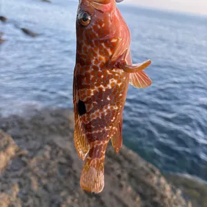 キジハタ
